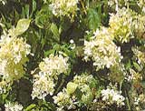Hydrangea paniculata 'Barbara'