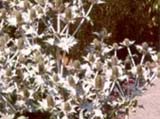 Inula magnifica _Sonnenstrahl_ / Monarda hybr _Scorpion_ / Eryngium giganteum