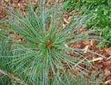 Pinus pumila - Кедровый стланик