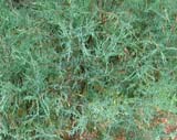 Juniperus scopulorum - Можжевельник скальный