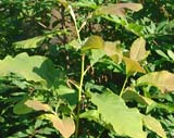 Magnolia acuminata - Магнолия заостренная