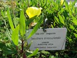 Oenothera missouriensis - Энотера миссурийская