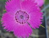 Dianthus carthusianorum - Гвоздика картузианская