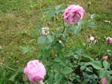 Rose Hermosa_1840 год