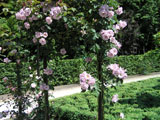 Плетистая роза Tasogare (Inoue)_2001 год